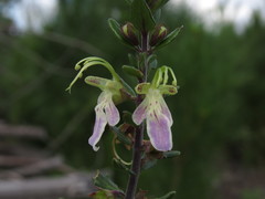 Teucrium bicolor