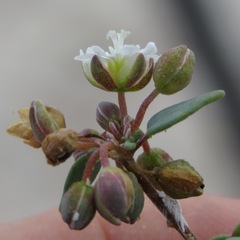 Drymaria holosteoides