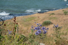 Echinops spinosissimus bithynicus