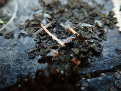 Lathagrium fuscovirens