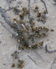 Drymaria holosteoides
