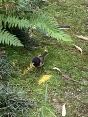 Junco hyemalis