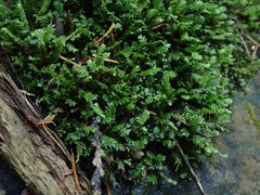 Fissidens osmundioides