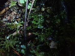 Plagiomnium rostratum