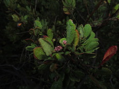 Azara integrifolia