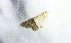 Hydrelia lucata