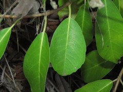 Hydrangea serratifolia