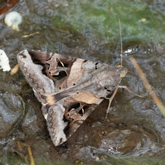 Melipotis perpendicularis