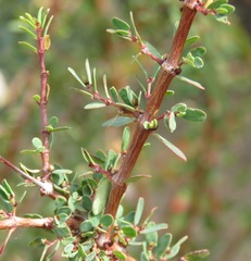Euphorbia magdalenae