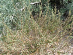 Euphorbia magdalenae