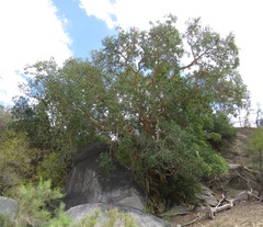 Ficus petiolaris palmeri
