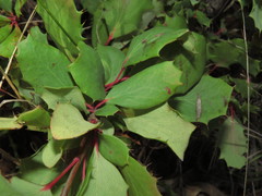 Berberis actinacantha