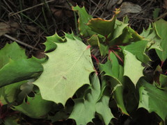 Berberis actinacantha