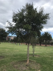 Luma apiculata