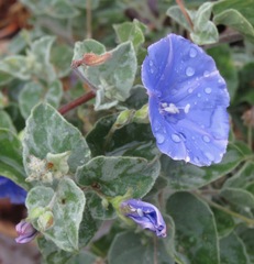 Jacquemontia abutiloides