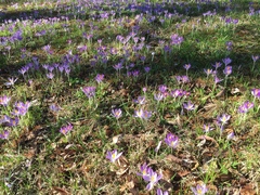 Crocus vernus
