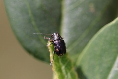 Pachybrachis melanostictus