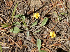Viola purpurea