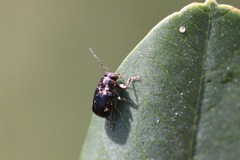 Pachybrachis melanostictus
