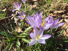 Crocus vernus