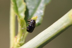 Pachybrachis melanostictus