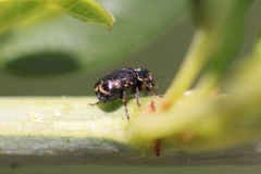 Pachybrachis melanostictus