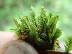Fissidens osmundioides
