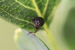 Pachybrachis melanostictus