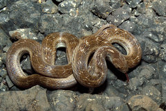 Oligodon taeniolatus