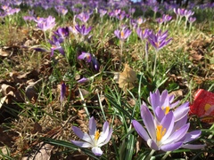 Crocus vernus