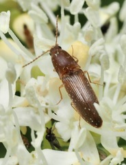 Dolerosomus silaceus