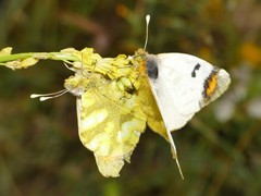 Zegris eupheme