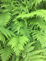 Phegopteris connectilis