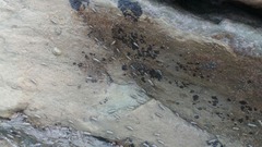 Ephydra