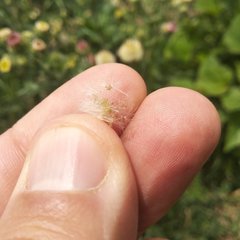 Erigeron variifolius