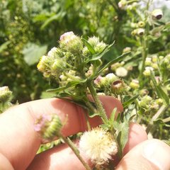 Erigeron variifolius