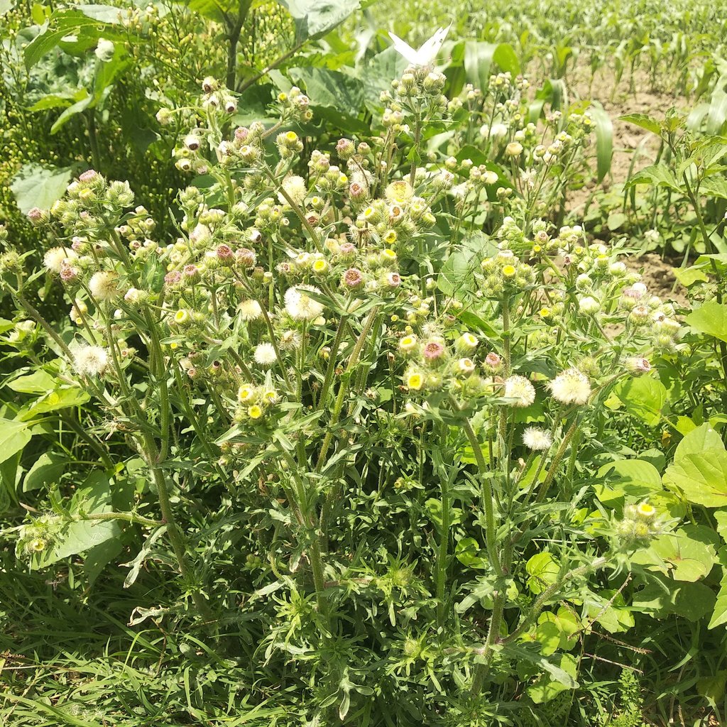 Erigeron variifolius