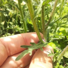 Erigeron variifolius