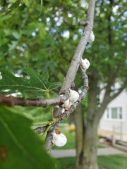 Pulvinaria innumerabilis