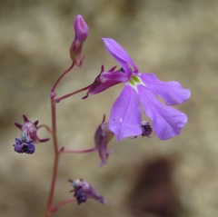 Lobelia aurita