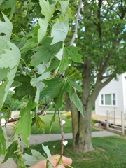 Pulvinaria innumerabilis