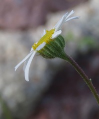Perityle crassifolia robusta