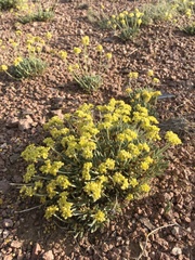 Eriogonum lachnogynum