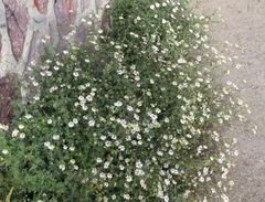 Perityle crassifolia robusta