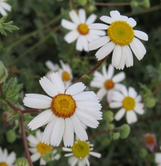 Perityle crassifolia robusta