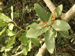 Phragmanthera