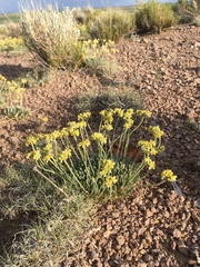 Eriogonum lachnogynum