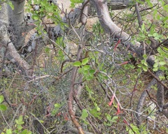 Psittacanthus sonorae