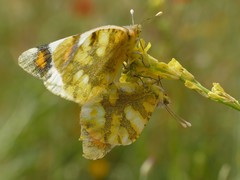 Zegris eupheme
