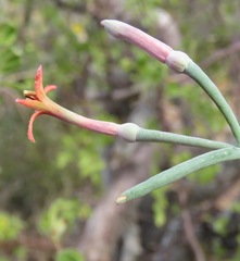 Psittacanthus sonorae